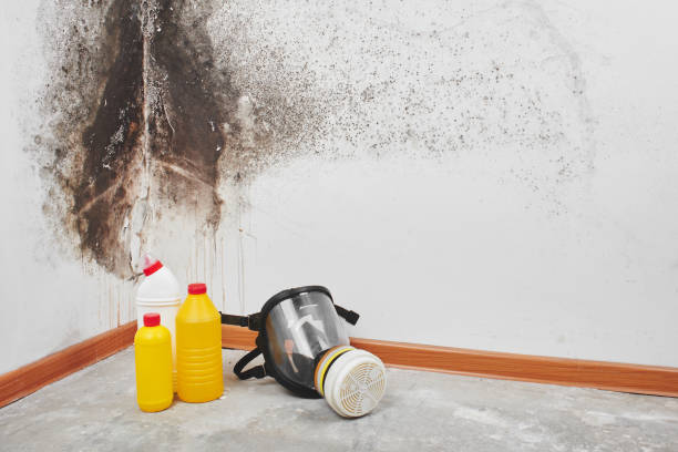 Best Black Mold Remediation in Sandoval, IL