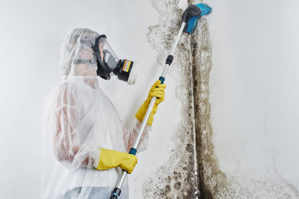 Best Crawl Space Mold Remediation in Sandoval, IL