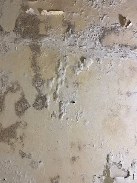 Best Health and Safety Mold Remediation in Sandoval, IL
