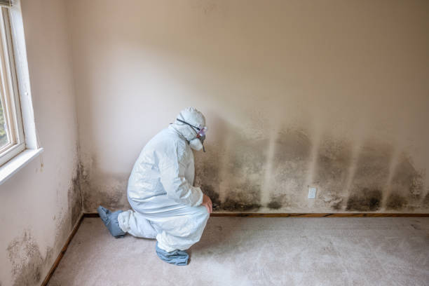 Best Mold Remediation for Schools in Sandoval, IL