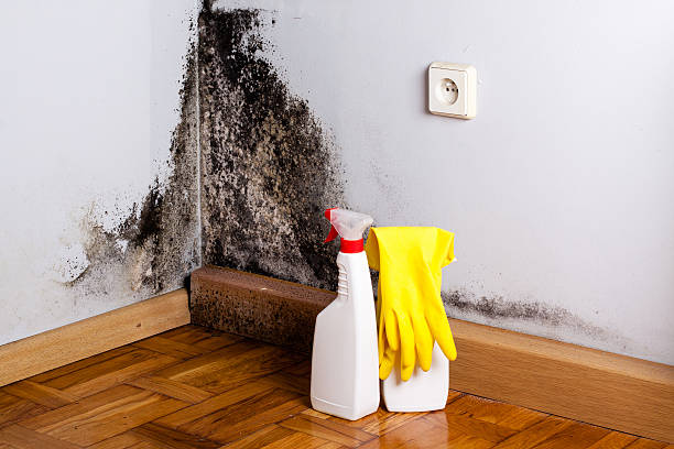 Best DIY Mold Remediation Support Services in Sandoval, IL