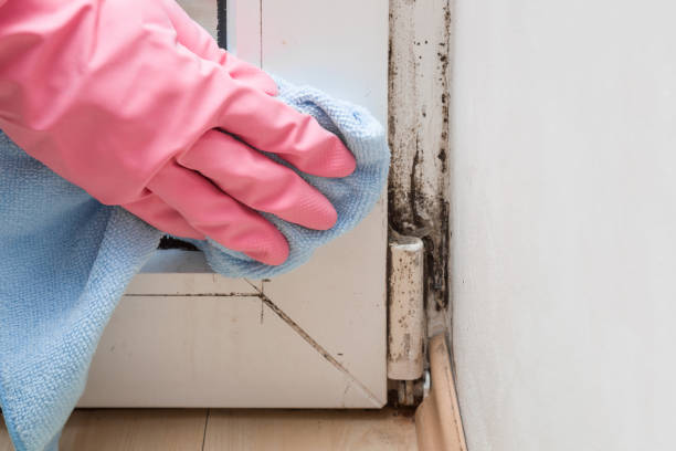 Best Preventive Mold Services in Sandoval, IL