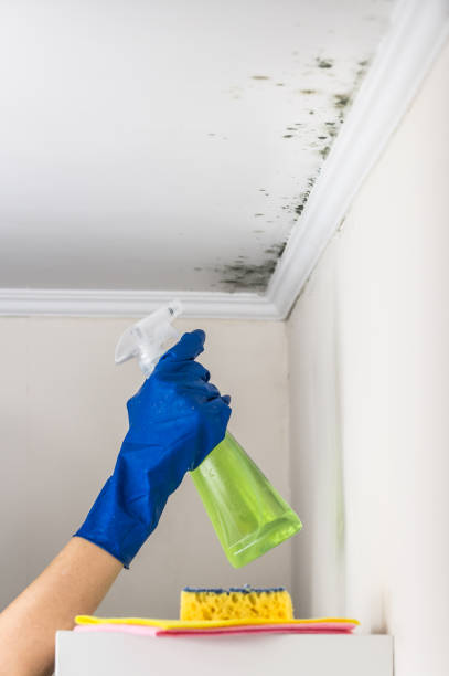 Best White Mold Remediation in Sandoval, IL