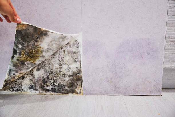 Best Residential Mold Remediation in Sandoval, IL